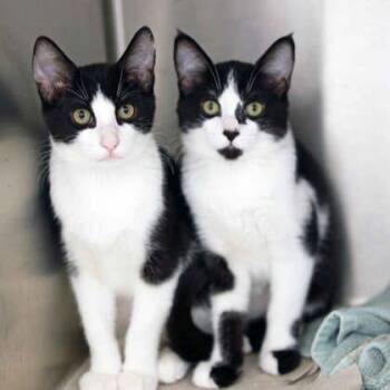 Quill -  Domestic Short Hair Cat for Adoption in Atlanta, Georgia - Quill | PetCurious