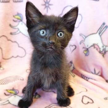 Baron Von Void -  Domestic Short Hair Cat for Adoption in Mt. Juliet, Tennessee - Baron Von Void | PetCurious