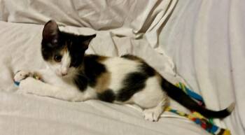 Sydney -  Domestic Short Hair Cat for Adoption in Bossier City, Louisiana - Sydney | PetCurious