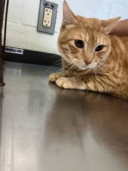 JOHNNY STORM -  Domestic Short Hair Cat for Adoption in Corpus Christi, Texas - JOHNNY STORM | PetCurious