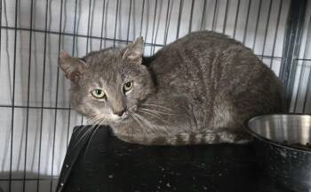 Domestic Short Hair Cats Available for Adoption - Cedar | PetCurious