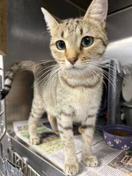 Slinky -  Domestic Short Hair Cat for Adoption in Daytona Beach, Florida - Slinky | PetCurious
