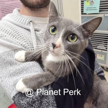 Bahama Mama -  Domestic Short Hair Cat for Adoption in Oshkosh, Wisconsin - Bahama Mama | PetCurious