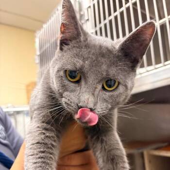 Domestic Short Hair Cats Available for Adoption in Philadelphia, Pennsylvania - Lambo | PetCurious