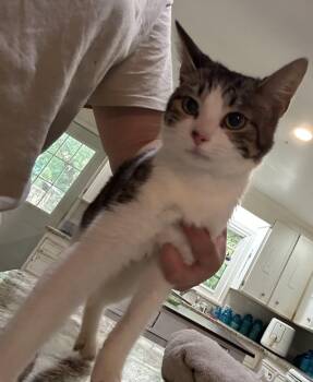 Rescue Domestic Short Hair and Tabby Cats for Adoption in Fennville, Michigan - Lemon | PetCurious
