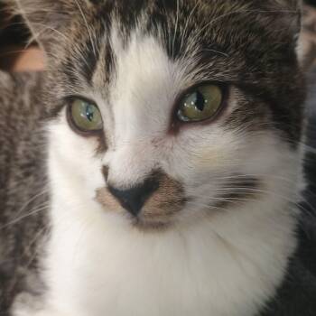 Rayne -  Domestic Short Hair Cat for Adoption in Farmington, Minnesota - Rayne | PetCurious