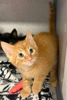 Pumpkin -  Domestic Short Hair Cat for Adoption in Bowling Green, Kentucky - Pumpkin | PetCurious