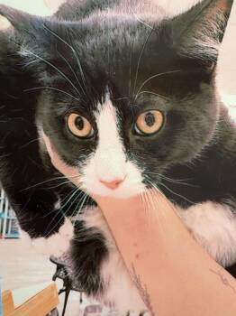 Domestic Short Hair Cats Available for Adoption - Gloves | PetCurious