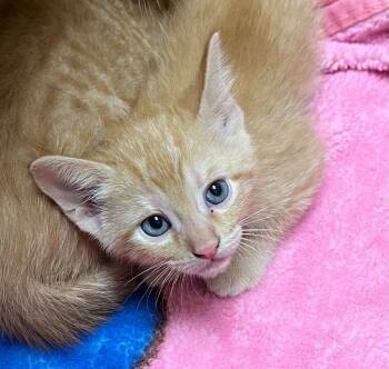 Rescue Tabby Cats for Adoption in Nacogdoches, Texas - Secretariat | PetCurious