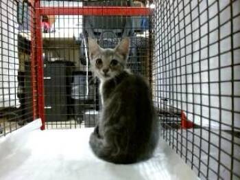 LOBSTER -  Domestic Short Hair Cat for Adoption in Doral, Florida - LOBSTER | PetCurious
