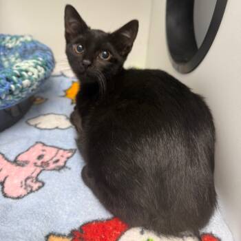 Rescue Domestic Short Hair Cats for Adoption in Port Richey, Florida - Agatha | PetCurious
