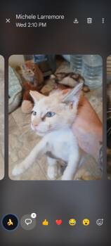 Combo -  Siamese and Domestic Short Hair Cat for Adoption in Thatcher, Arizona - Combo | PetCurious