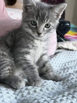 Carl -  Domestic Short Hair Cat for Adoption in Penryn, California - Carl | PetCurious