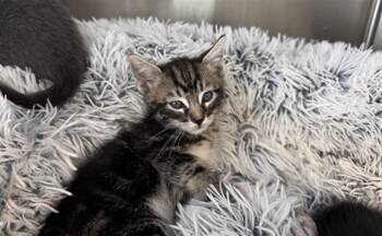 Rescue Domestic Short Hair Cats for Adoption in Santa Monica, California - MARLIN | PetCurious