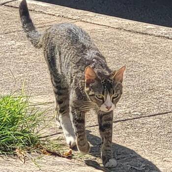 SASHA -  Domestic Short Hair Cat for Adoption in San Antonio, Texas - SASHA | PetCurious