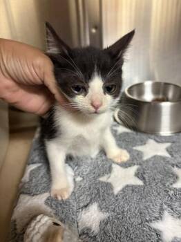 Maxwell -  Domestic Short Hair Cat for Adoption in Kennewick, Washington - Maxwell | PetCurious