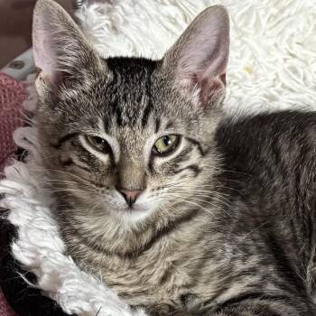 Domestic Short Hair Cats Available for Adoption in Wichita, Kansas - Gene | PetCurious