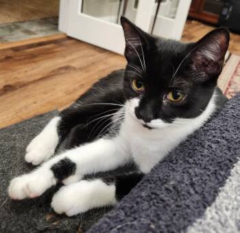 Rescue Domestic Short Hair Cats for Adoption in Hartwell, Georgia - 7390 Adzuki | PetCurious