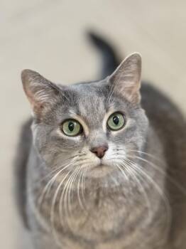 Domestic Short Hair Cats Available for Adoption in Montreal, Quebec - Gin | PetCurious