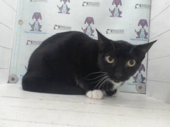 ECLISPE -  Domestic Short Hair Cat for Adoption in Orlando, Florida - ECLISPE | PetCurious