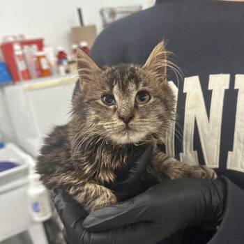 Robyn -  Domestic Medium Hair Cat for Adoption in Manhattan, Kansas - Robyn | PetCurious
