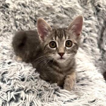 Perseus -  Domestic Short Hair Cat for Adoption in Millcreek, Utah - Perseus | PetCurious