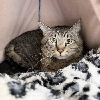 Maxi -  Domestic Short Hair Cat for Adoption in Medford, Oregon - Maxi | PetCurious