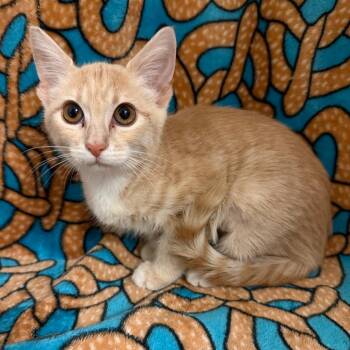 Creamsicle -  Domestic Short Hair Cat for Adoption in Newberg, Oregon - Creamsicle | PetCurious