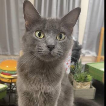 Breanna -  Domestic Medium Hair Cat for Adoption in Denison, Texas - Breanna | PetCurious