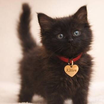 Cosmic -  Domestic Long Hair Cat for Adoption in Hannibal, Missouri - Cosmic | PetCurious