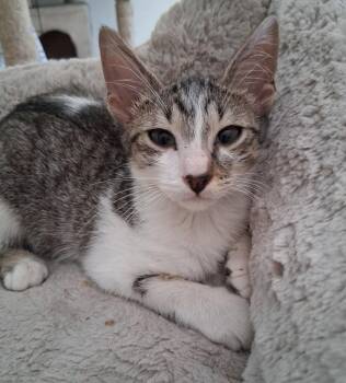 Mitch -  Domestic Short Hair Cat for Adoption in Oviedo, Florida - Mitch | PetCurious