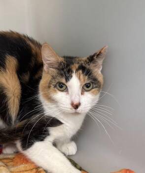 Domestic Short Hair Cats Available for Adoption in Waterloo, Iowa - Rose-Barn Cat | PetCurious