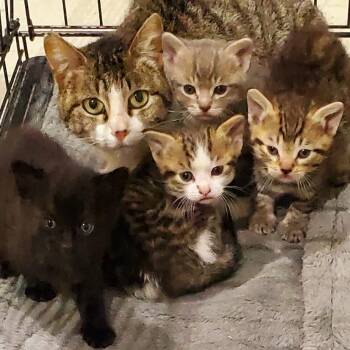 Cedar -  Domestic Short Hair Cat Available for Adoption in Mondovi, Wisconsin - Cedar | PetCurious