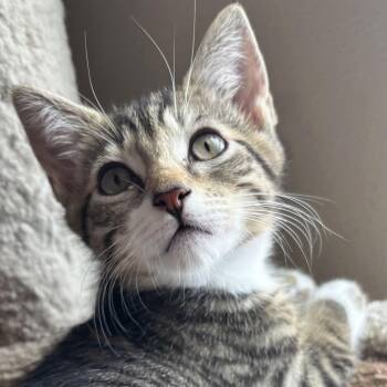 Brynn -  Domestic Short Hair and Tabby Cat for Adoption in Wilsonville, Oregon - Brynn | PetCurious