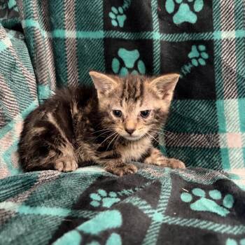 Briar -  Domestic Short Hair Cat for Adoption in Sequatchie, Tennessee - Briar | PetCurious