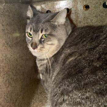 Big Lou -  Domestic Short Hair Cat for Adoption in Philadelphia, Pennsylvania - Big Lou | PetCurious