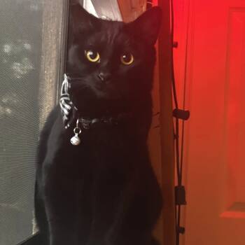 Rescue Domestic Short Hair Cats for Adoption in Los Angeles, California - Kawzim | PetCurious