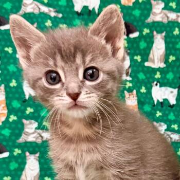Domestic Short Hair Cats Available for Adoption in Kansas City, Missouri - Pico | PetCurious