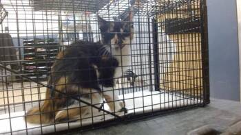 WILAMINA -  Domestic Short Hair Cat for Adoption in Doral, Florida - WILAMINA | PetCurious