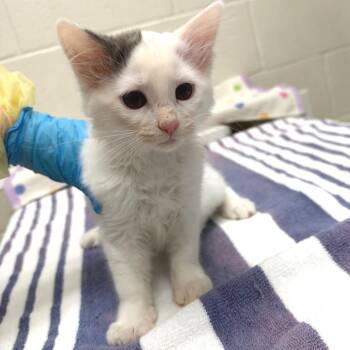 Creature -  Domestic Short Hair Cat for Adoption in Murray, Utah - Creature | PetCurious