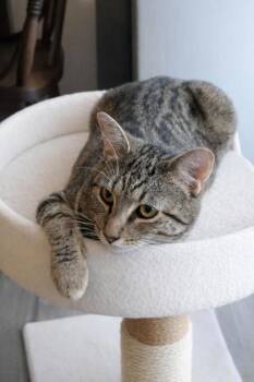 Hansel (must be adopted with Gretel) -  Domestic Short Hair Cat for Adoption in Hillsboro, Oregon - Hansel (must Be Adopted With Gretel) | PetCurious