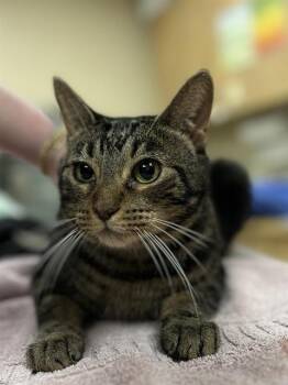 Domestic Short Hair Cats Available for Adoption - APPLE DUMPLIN | PetCurious