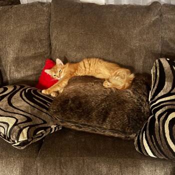 Domestic Long Hair Cats Available for Adoption in Las Vegas, Nevada - Billy | PetCurious
