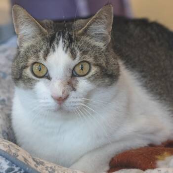 Gizmo -  Domestic Short Hair Cat for Adoption in Pontiac, Michigan - Gizmo | PetCurious