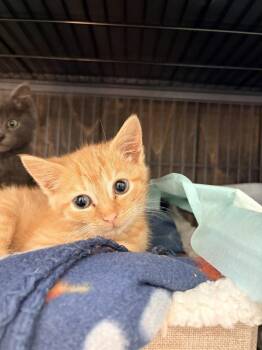 Wilbur -  Domestic Short Hair Cat for Adoption in Lake Wylie, South Carolina - Wilbur | PetCurious
