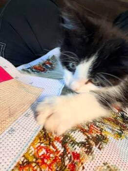 Ravioli -  Domestic Long Hair Cat for Adoption in Muskegon, Michigan - Ravioli | PetCurious