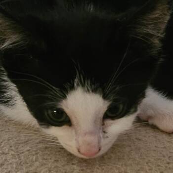 Chewy -  Domestic Short Hair Cat for Adoption in Huntsville, Alabama - Chewy | PetCurious