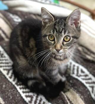 Domestic Short Hair Cats Available for Adoption in Neillsville, Wisconsin - O