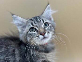 Ingrid -  Domestic Short Hair Cat for Adoption in Portland, Oregon - Ingrid | PetCurious