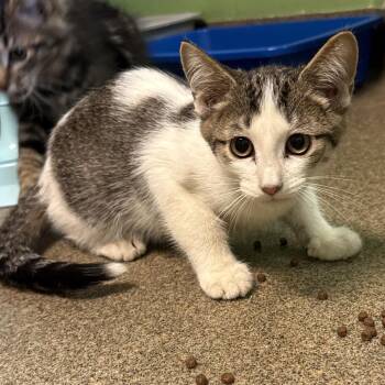 Jupiter -  Domestic Short Hair Cat for Adoption in Council Bluffs, Iowa - Jupiter | PetCurious